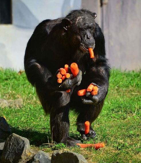 組圖：攝影師抓拍德國(guó)動(dòng)物園黑猩猩偷食胡蘿卜