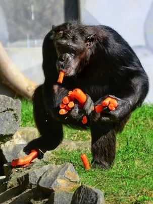 組圖：攝影師抓拍德國動(dòng)物園黑猩猩偷食胡蘿卜