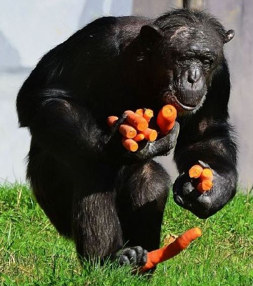 組圖：攝影師抓拍德國動(dòng)物園黑猩猩偷食胡蘿卜