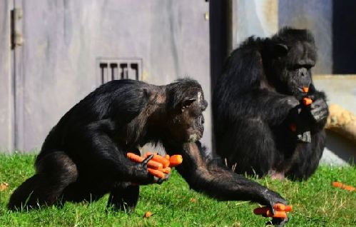 組圖：攝影師抓拍德國動(dòng)物園黑猩猩偷食胡蘿卜