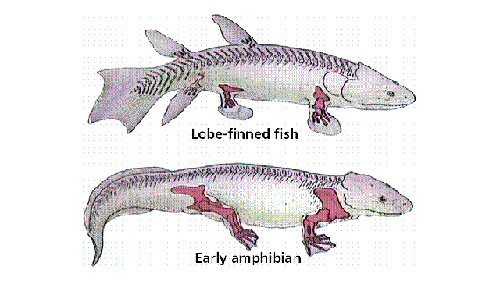 科學(xué)家引入新基因化魚鰭為“腿” 有望再現(xiàn)進(jìn)化過程