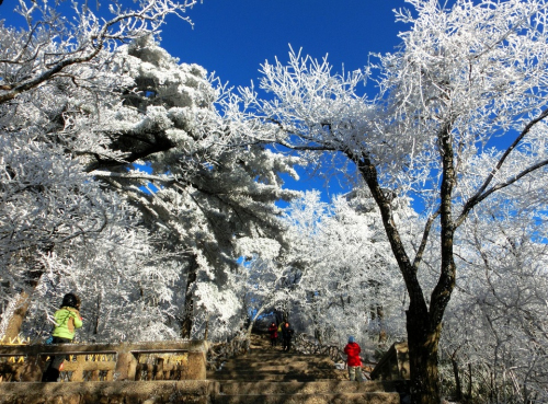 黃山現(xiàn)霧凇奇觀 “千樹萬樹梨花開”若琉璃世界