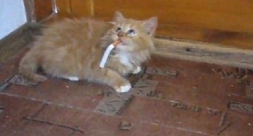 烏龜、毒蛇、大猩猩：動物界“煙鬼”百態(tài)（組圖）