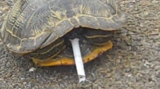 滿地找煙頭的獵犬、被迫戒煙的猩猩 動(dòng)物“煙鬼”的滑稽百態(tài)