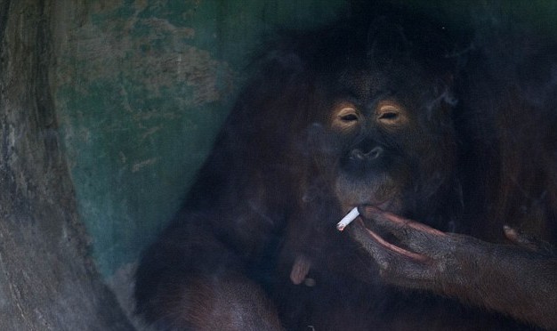 滿地找煙頭的獵犬、被迫戒煙的猩猩 動物“煙鬼”的滑稽百態(tài)
