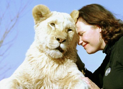 圖：英國(guó)美女模特投入畢生精力保護(hù)白獅