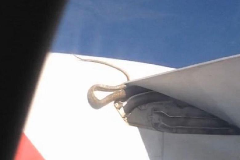 近3米長巨蟒搭乘澳航空飛機 上演空中驚魂