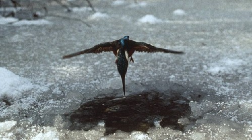 為捕魚翠鳥(niǎo)扎進(jìn)冰層不畏寒 知更鳥(niǎo)偷師學(xué)藝鉆冰窟