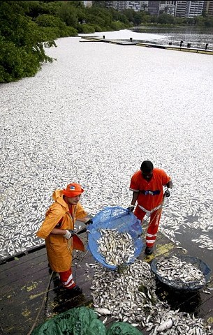 巴西奧運會賽艇場地驚現(xiàn)65噸死魚 或因缺氧所致