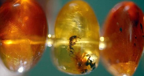 4000萬年前琥珀所串項(xiàng)鏈將拍賣 估價1萬英鎊