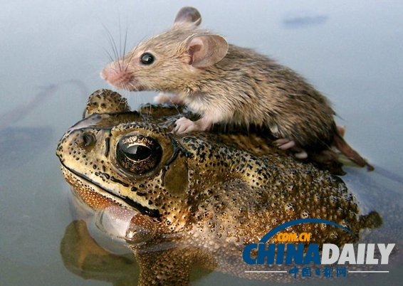 治愈系組圖：可愛動(dòng)物們的跨物種感情