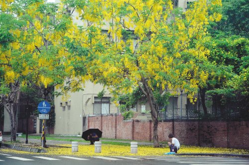 臺南擬擴大舉辦阿勃勒花季 黃金雨盛況順延到6月