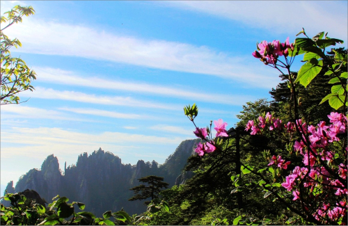 黃山杜鵑：群峰萬仞一點(diǎn)紅