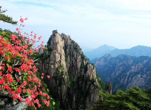 黃山杜鵑：群峰萬仞一點(diǎn)紅