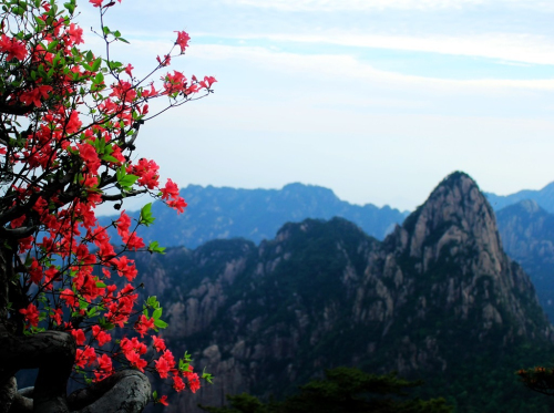 黃山杜鵑：群峰萬仞一點(diǎn)紅