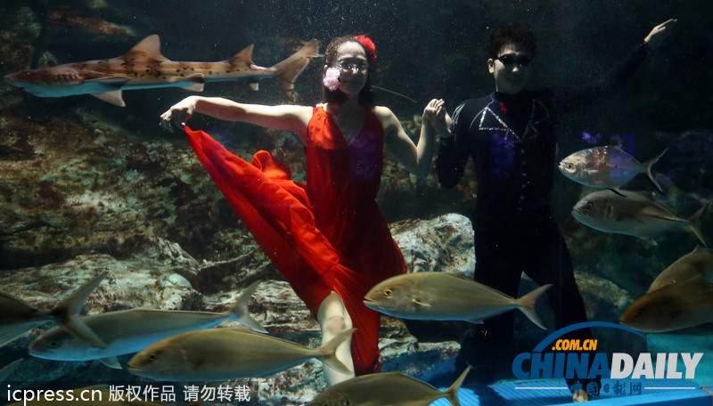 韓國首爾水族館推出新節(jié)目 水中探戈舞姿優(yōu)雅（組圖）