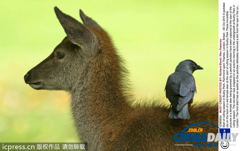 偷懶不分種族 瞧瞧動物界的“搭便車”現(xiàn)象