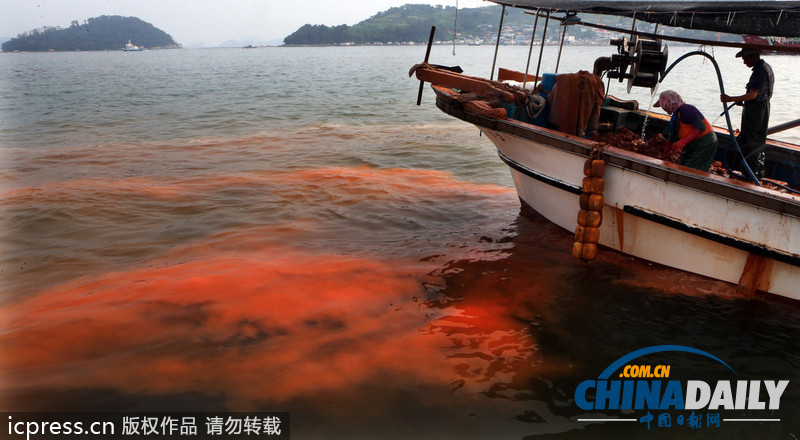 韓國(guó)赤潮致死魚(yú)成堆 漁民投黃土應(yīng)對(duì)（高清組圖）