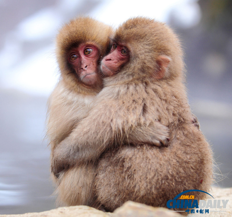 七夕動物秀恩愛 跨越物種情亦堅(jiān)（高清組圖）