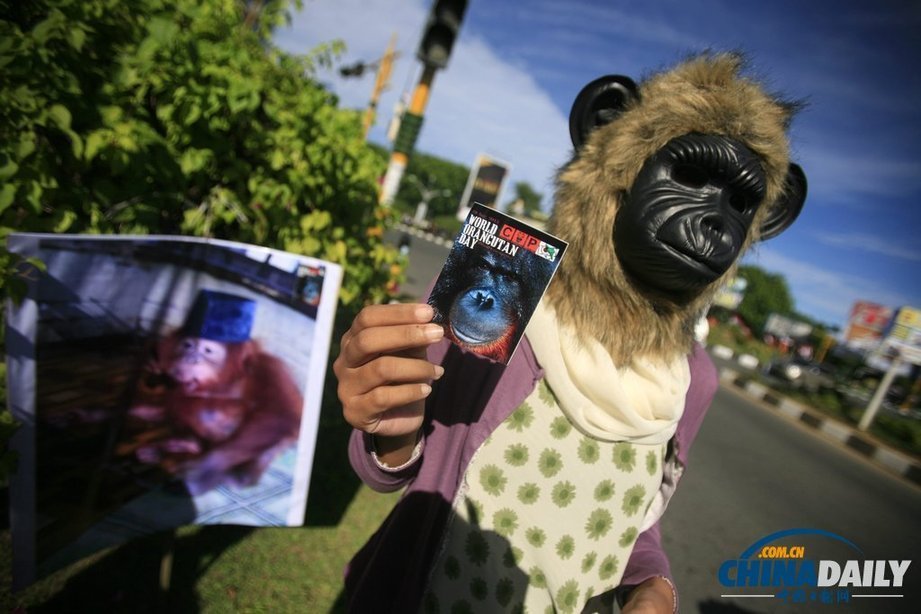 印尼動物保護主義者街頭“變身” 抗議將猩猩當(dāng)寵物（組圖）