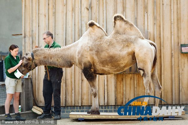倫敦動(dòng)物園年度大體檢啟動(dòng) 各萌主乖乖“入甕”（組圖）