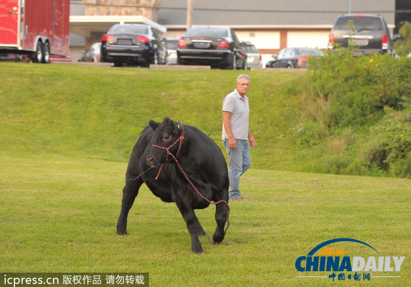 美國農(nóng)場秀公牛脫韁逃跑撞倒一名男子
