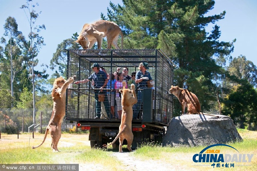 新西蘭動物園創(chuàng)意大逆轉 游客進籠“示眾”獅群好奇圍觀