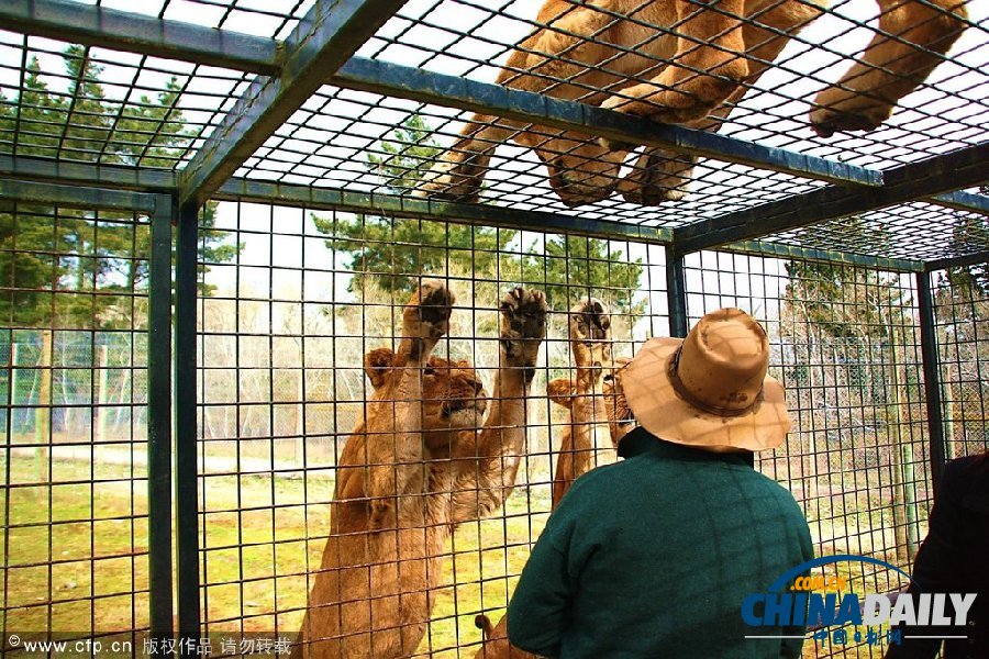 新西蘭動物園創(chuàng)意大逆轉(zhuǎn) 游客進籠“示眾”獅群好奇圍觀
