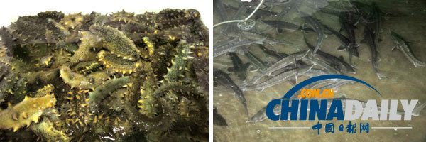 金正恩視察養(yǎng)魚(yú)場(chǎng) 要求大量生產(chǎn)鱘魚(yú)等供應(yīng)國(guó)際市場(chǎng)（組圖）