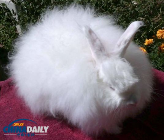 檔案曝光納粹怪誕計劃 飼養(yǎng)安哥拉兔為軍官織毛衣