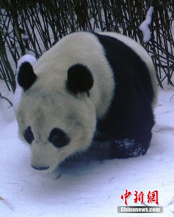 四川一保護(hù)區(qū)拍到野生大熊貓