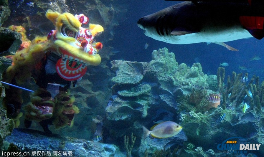 水下舞獅財(cái)神拜年 馬來西亞一水族館喜迎中國年