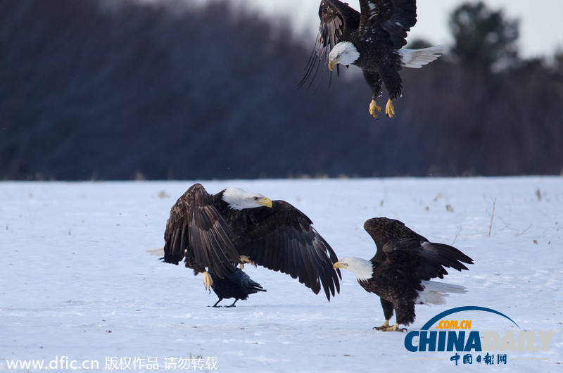 加拿大雪原上演華麗空戰(zhàn)：鷹擊長(zhǎng)空護(hù)“主權(quán)”