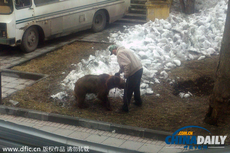 遛狗簡直弱爆啦！俄羅斯男子遛棕熊震驚路人