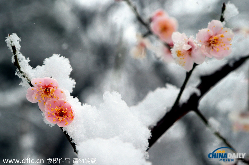 韓國(guó)暴雪持續(xù)5日 汽車(chē)被埋紅綠燈遭積雪覆蓋