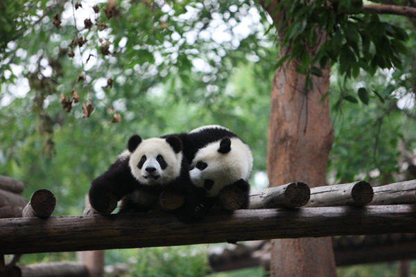 Panda in her sights