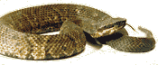 Why do snakes stick out their tongues?