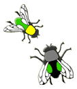 How do houseflies land on the ceiling?