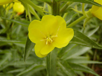 享樂(lè)中沉淪: Primrose path