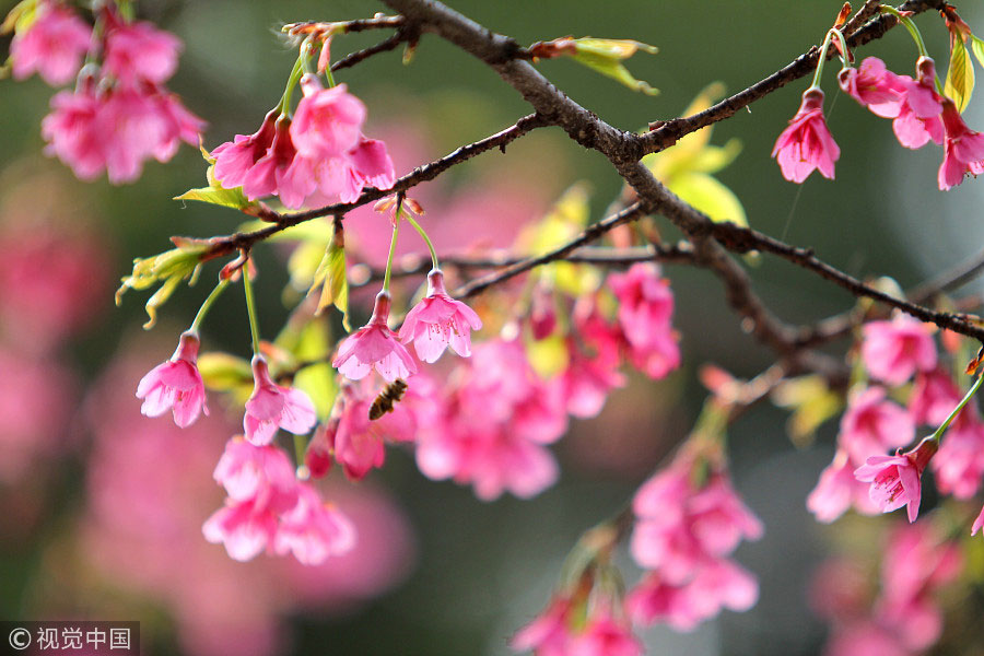 踏青季：春天盛開的9種鮮花 哪一種最美？（組圖）