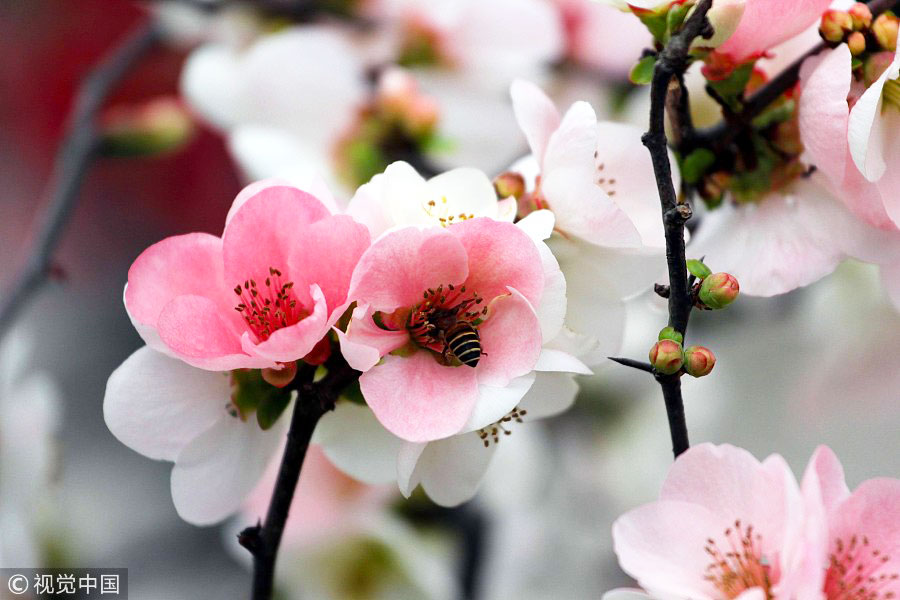 踏青季：春天盛開的9種鮮花 哪一種最美？（組圖）