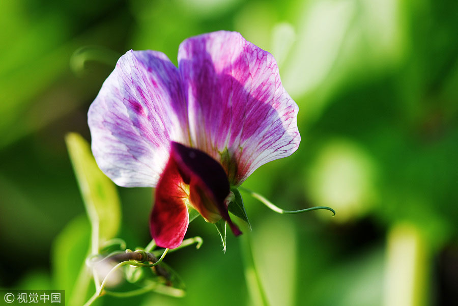 踏青季：春天盛開的9種鮮花 哪一種最美？（組圖）