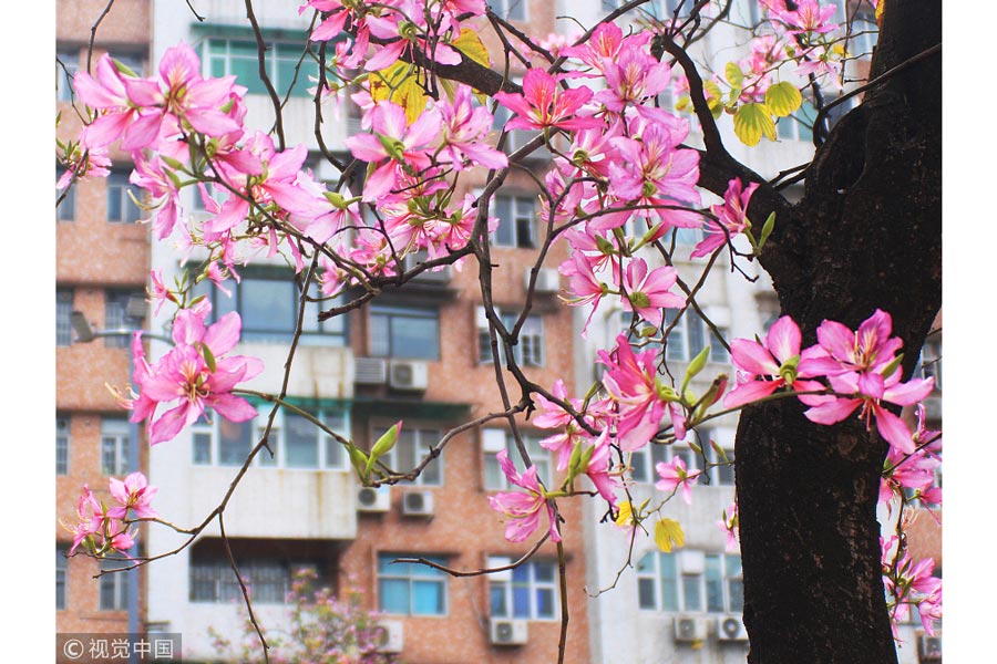 踏青季：春天盛開的9種鮮花 哪一種最美？（組圖）