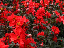 Red! 紅色！