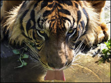 More Tigers, Please 請(qǐng)給我們更多的老虎