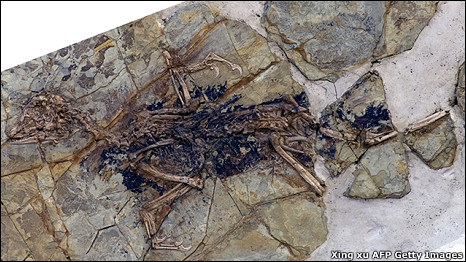 Bird or dinosaur 是鳥？還是恐龍？