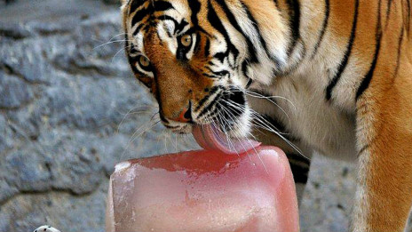 An ice treat for animals 給動(dòng)物降溫