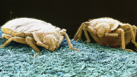 Battle of the bedbugs 與臭蟲斗爭(zhēng)