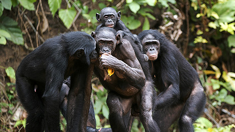 Bonobos' clue to speech evolution 倭黑猩猩的叫聲為語(yǔ)言進(jìn)化提供線索