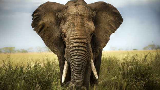 Ambitious plan to re-home elephants 500頭野生大象遷徙計劃